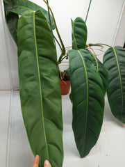 Philodendron Patriciae