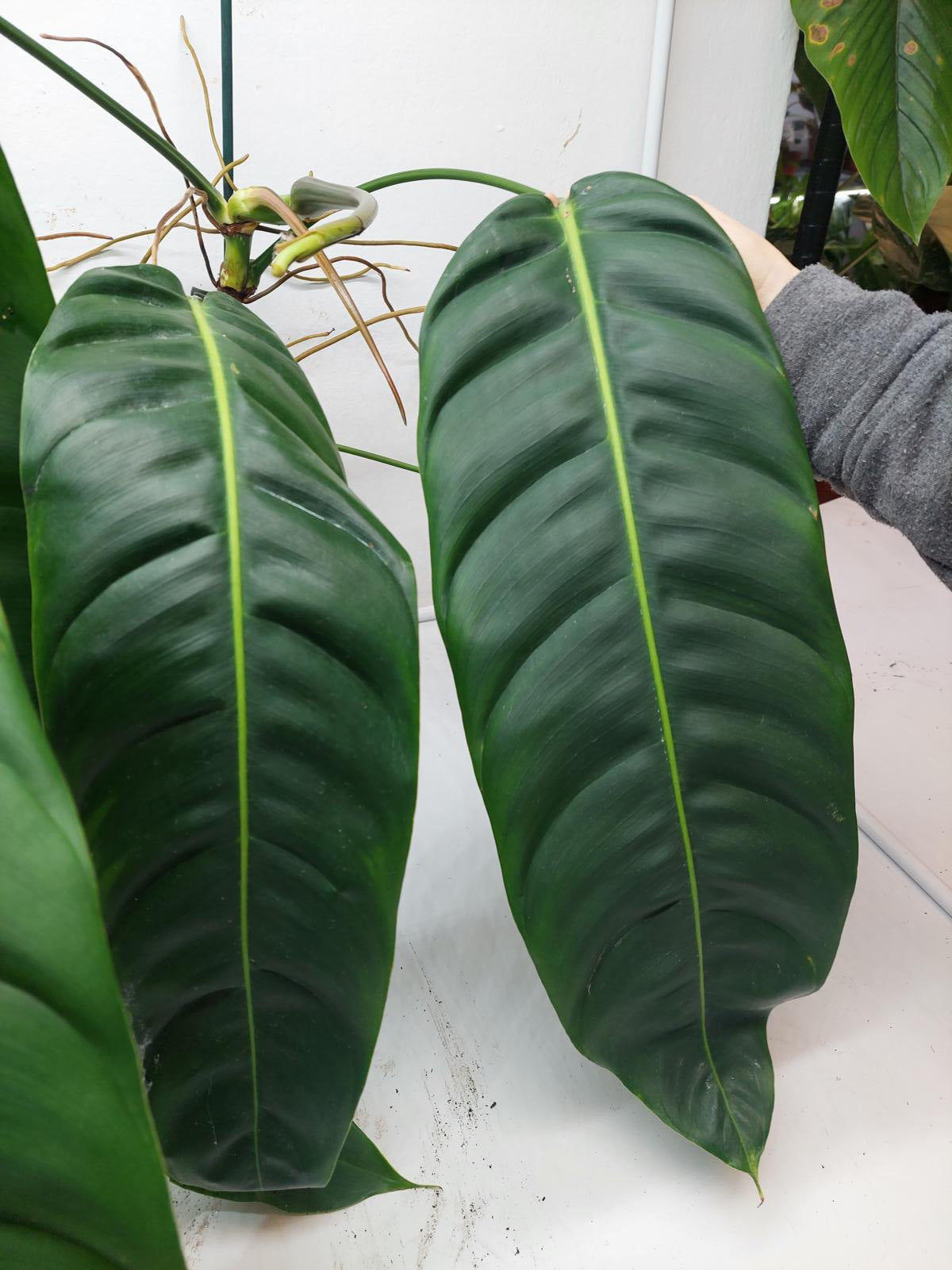 Philodendron Patriciae