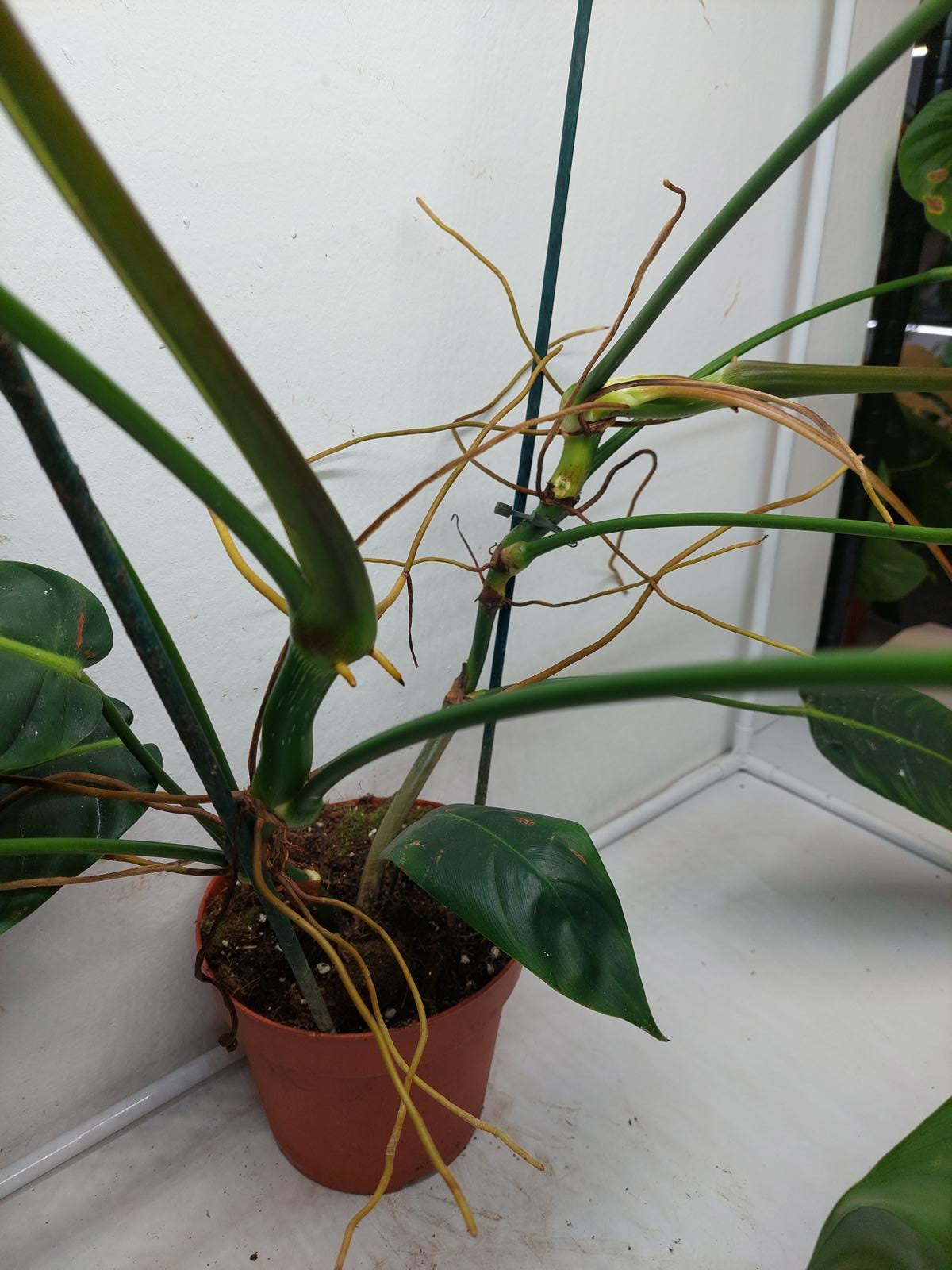 Philodendron Patriciae