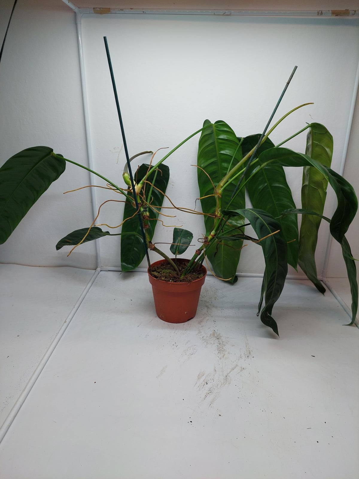 Philodendron Patriciae