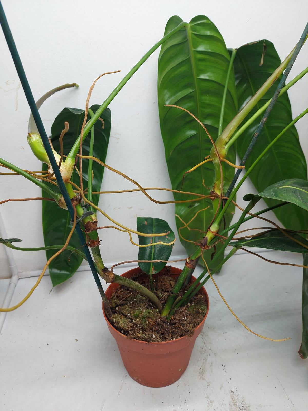 Philodendron Patriciae