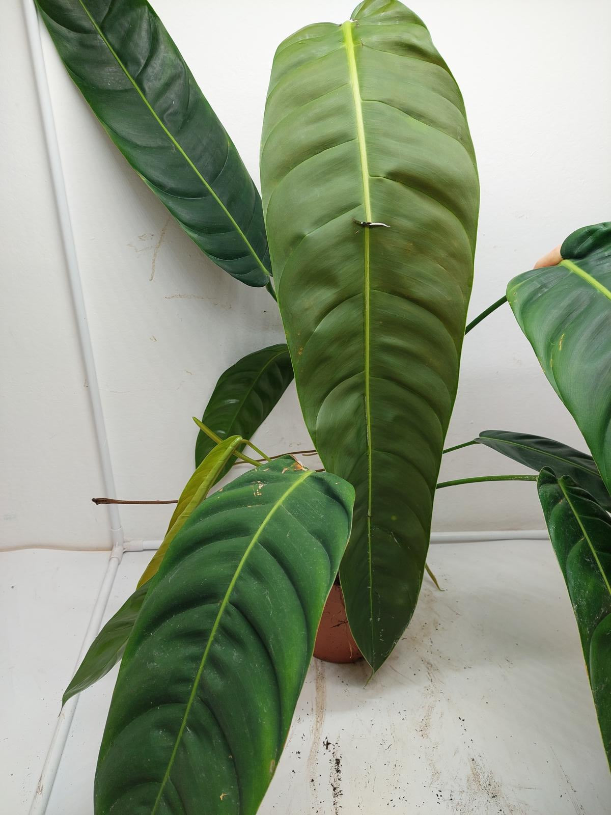 Philodendron Patriciae