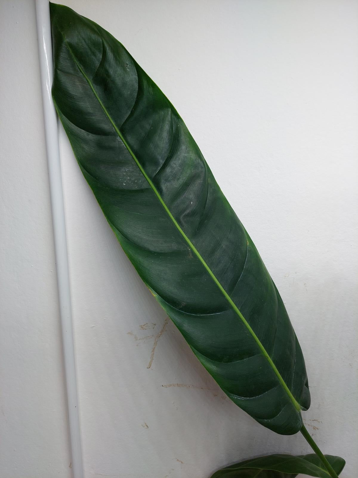 Philodendron Patriciae