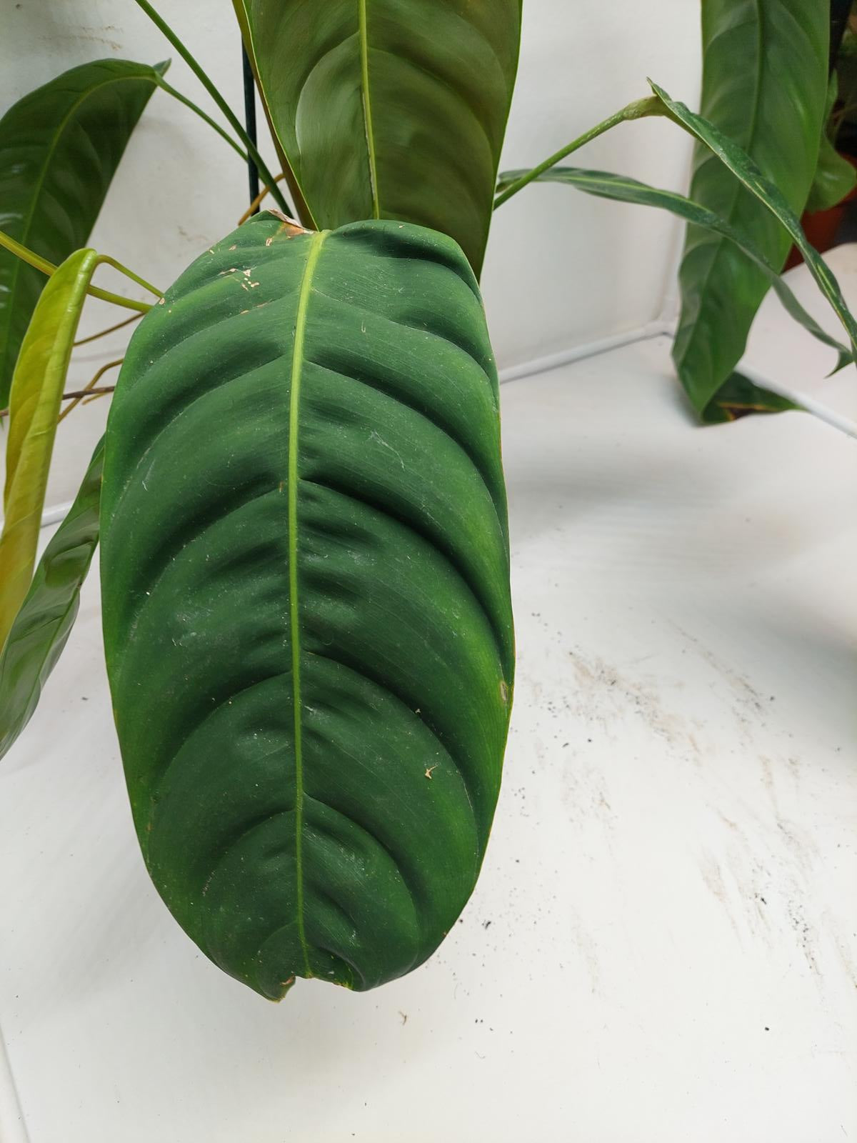 Philodendron Patriciae