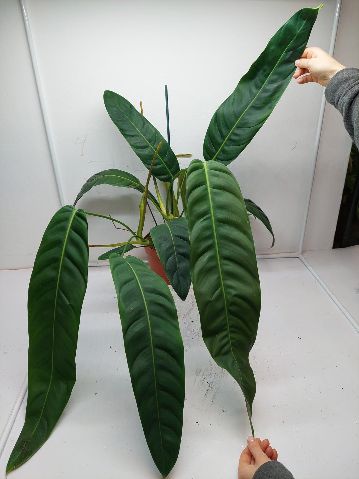 Philodendron Patriciae