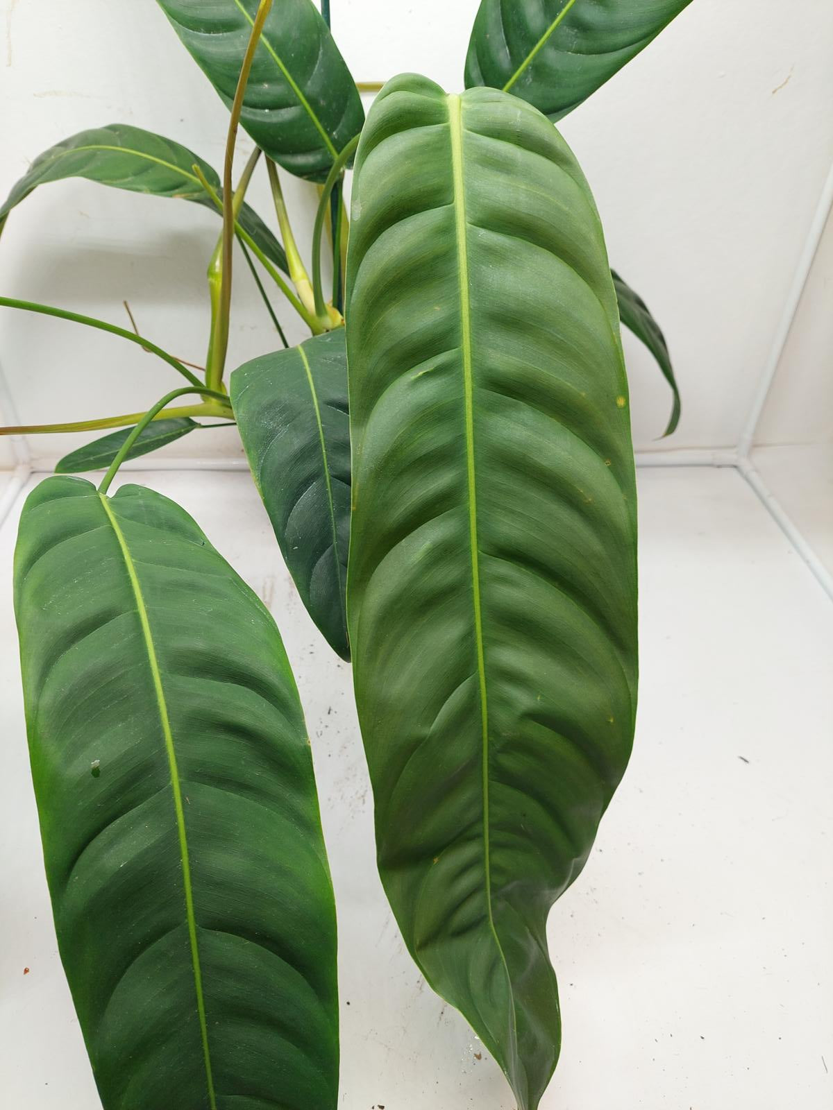 Philodendron Patriciae