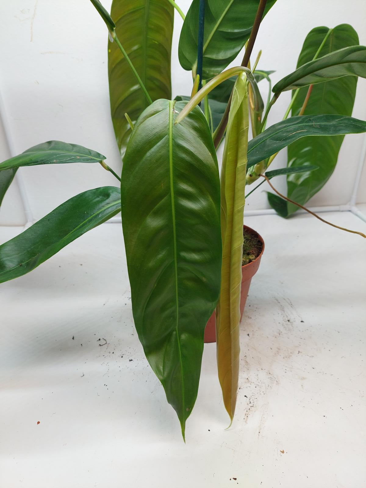 Philodendron Patriciae