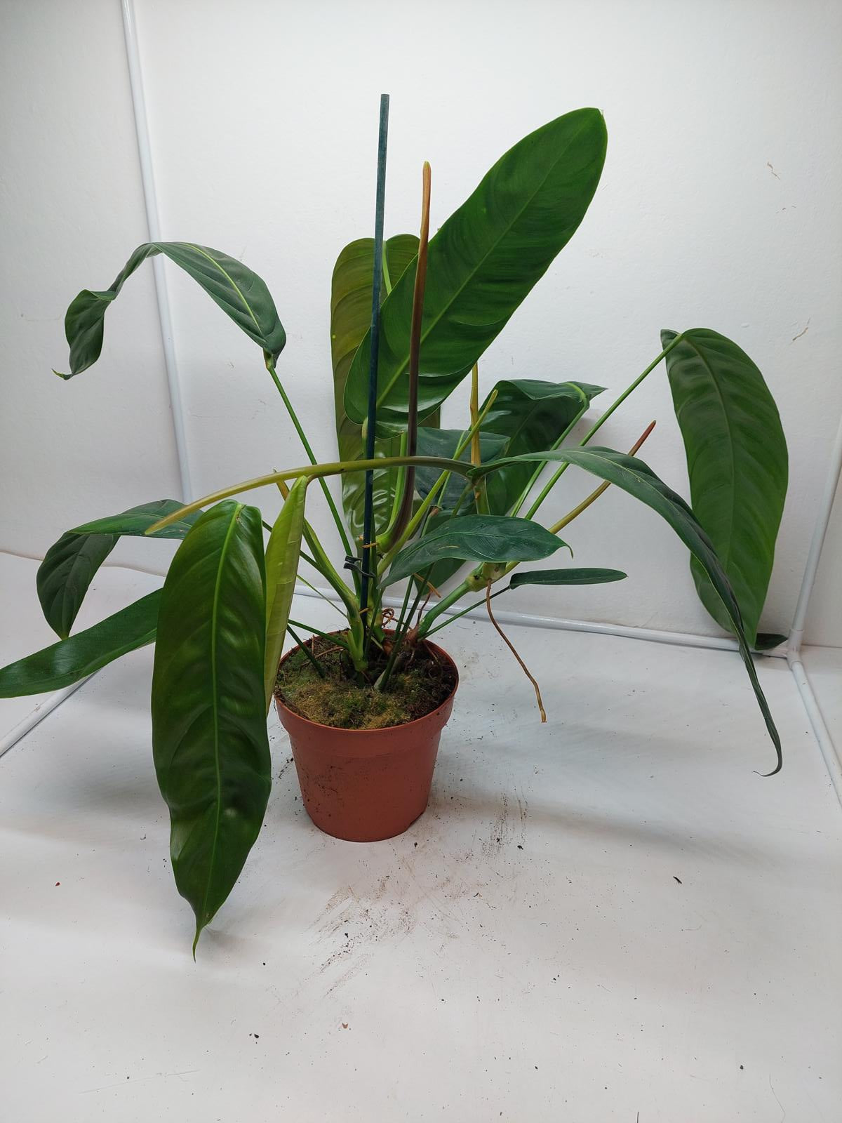 Philodendron Patriciae