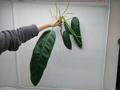 Philodendron Patriciae Steckling