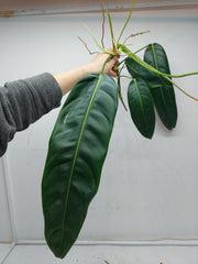 Philodendron Patriciae Steckling