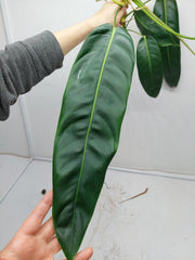 Philodendron Patriciae Steckling