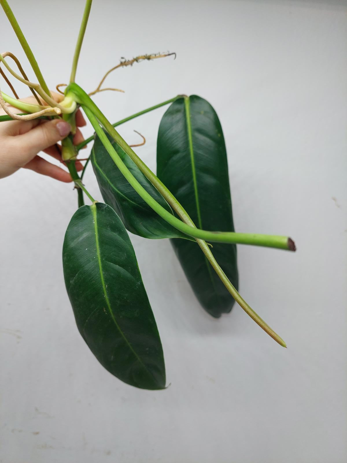 Philodendron Patriciae Steckling