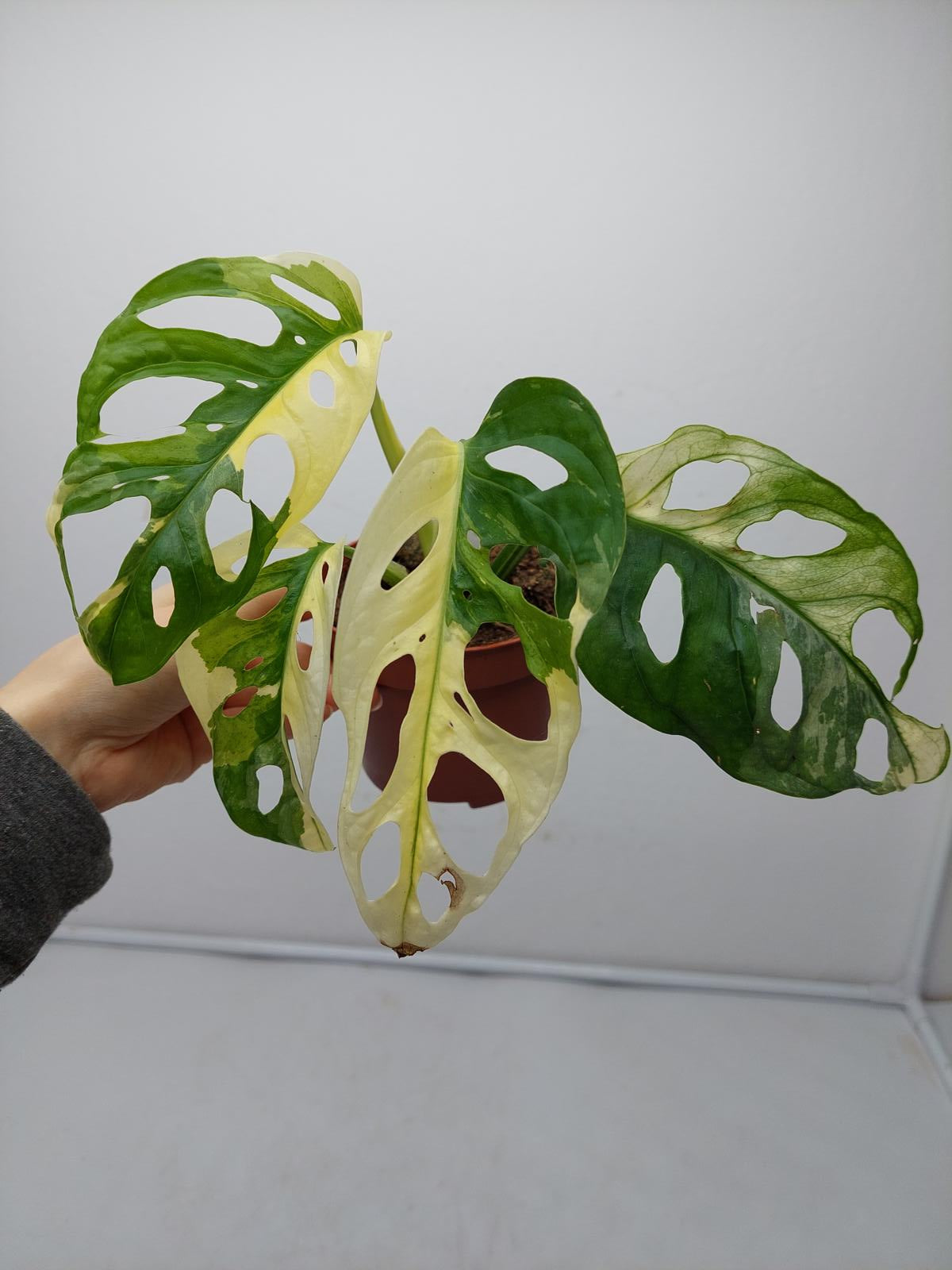 Monstera Adansonii Variegata