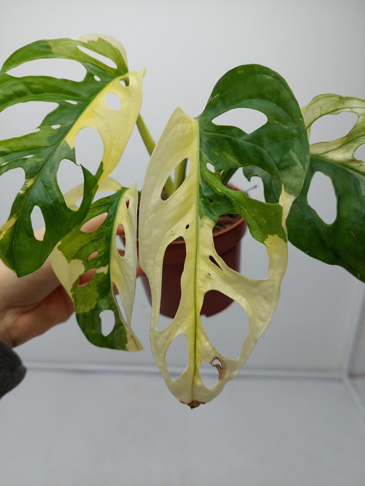 Monstera Adansonii Variegata