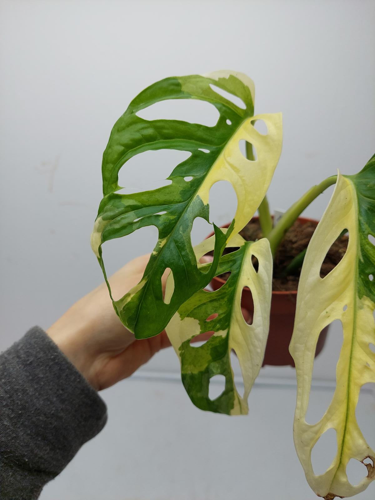 Monstera Adansonii Variegata