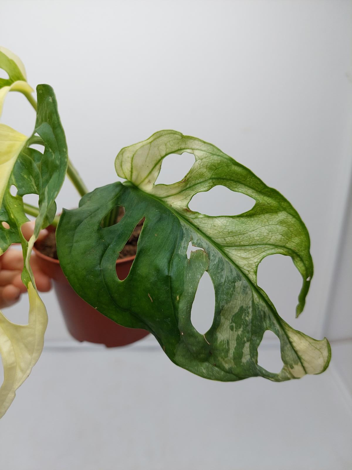 Monstera Adansonii Variegata