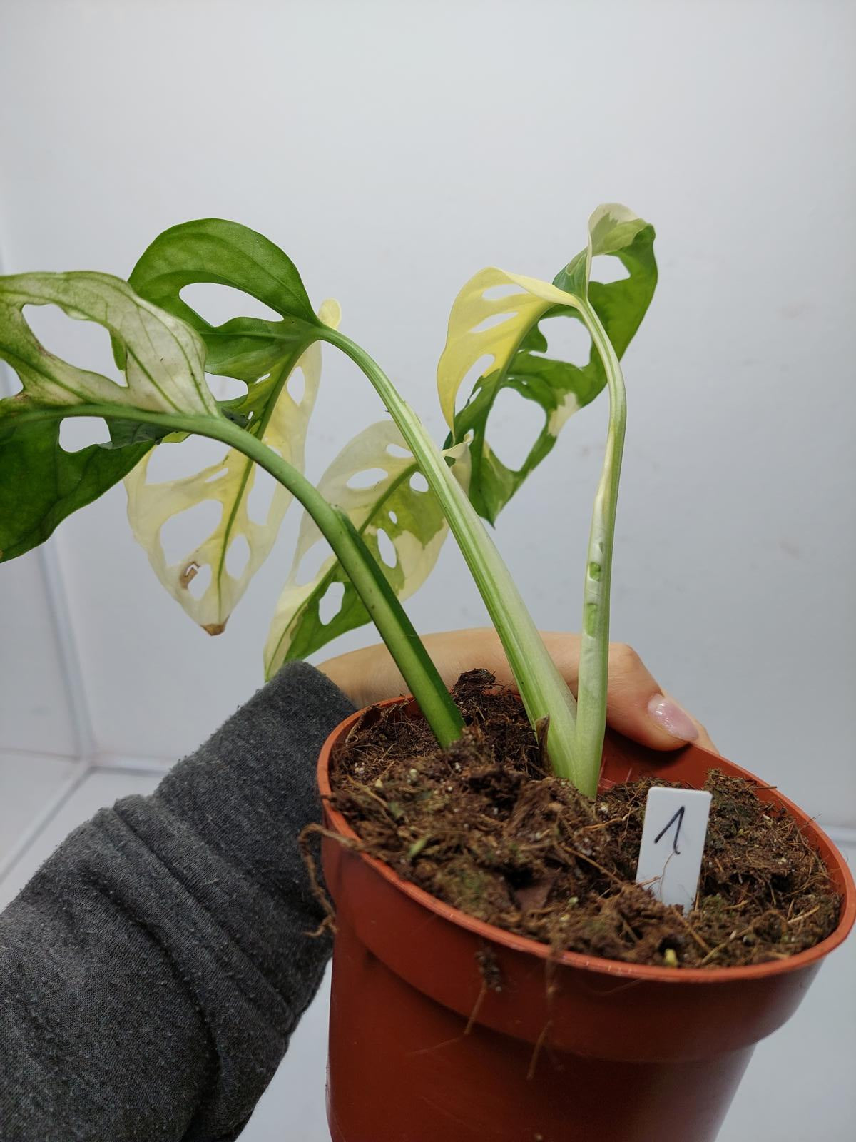 Monstera Adansonii Variegata