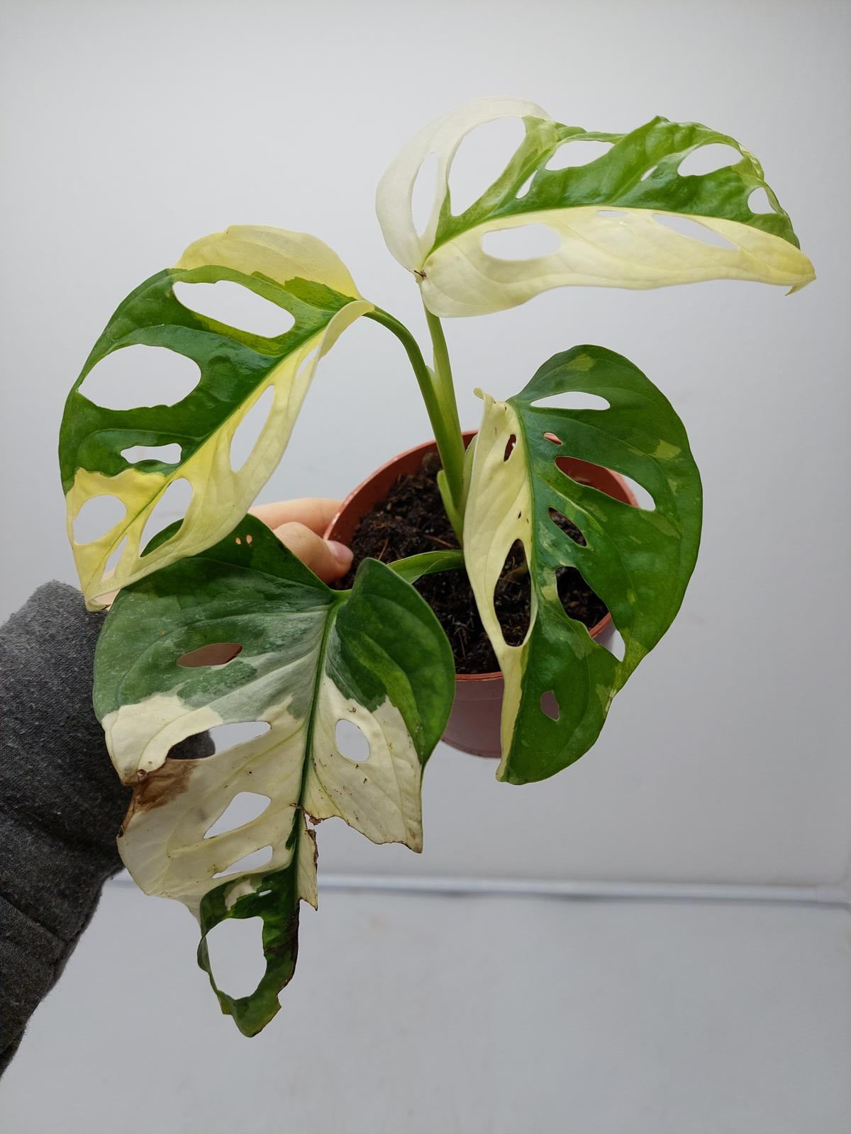 Monstera Adansonii Variegata