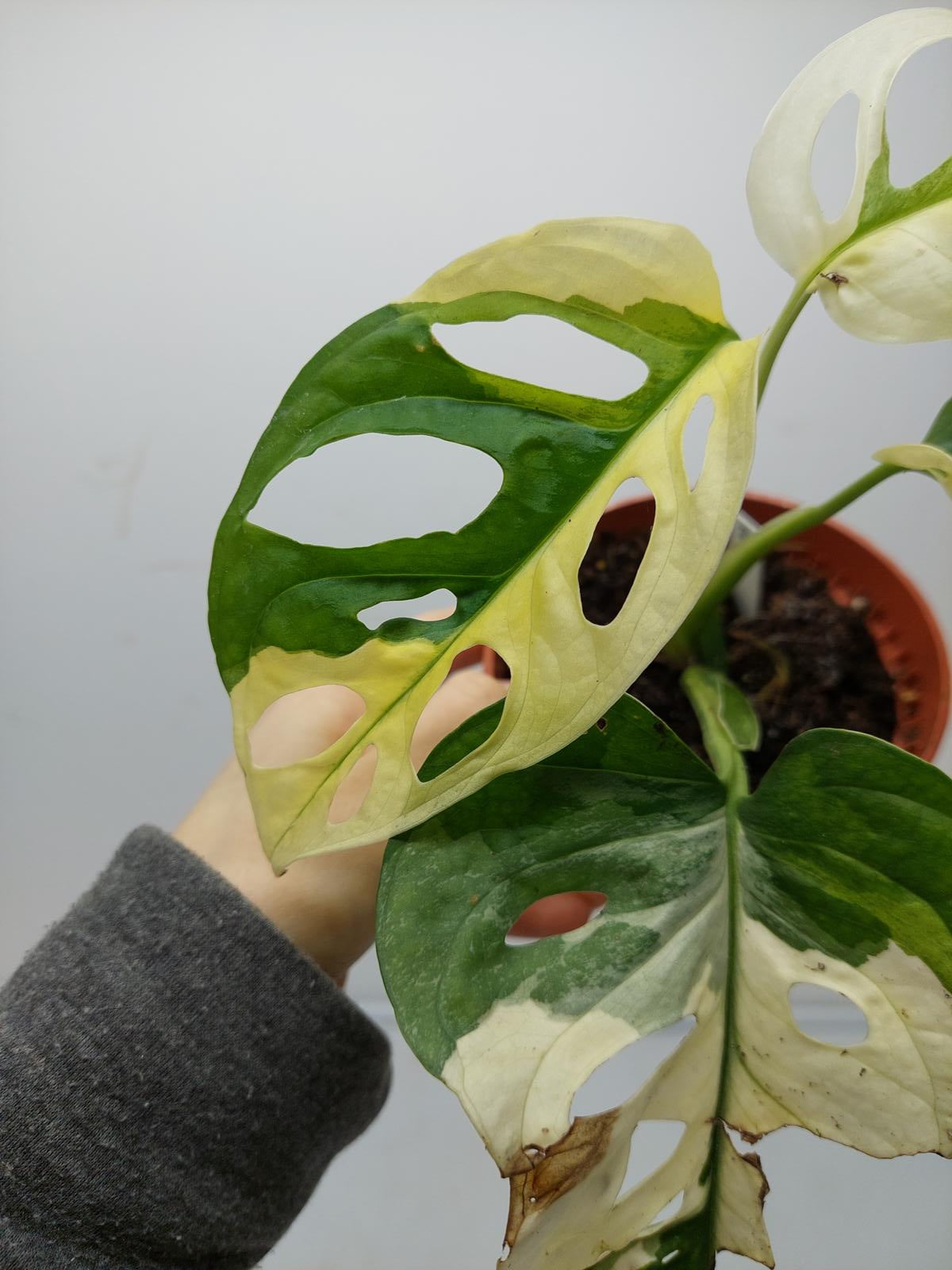 Monstera Adansonii Variegata