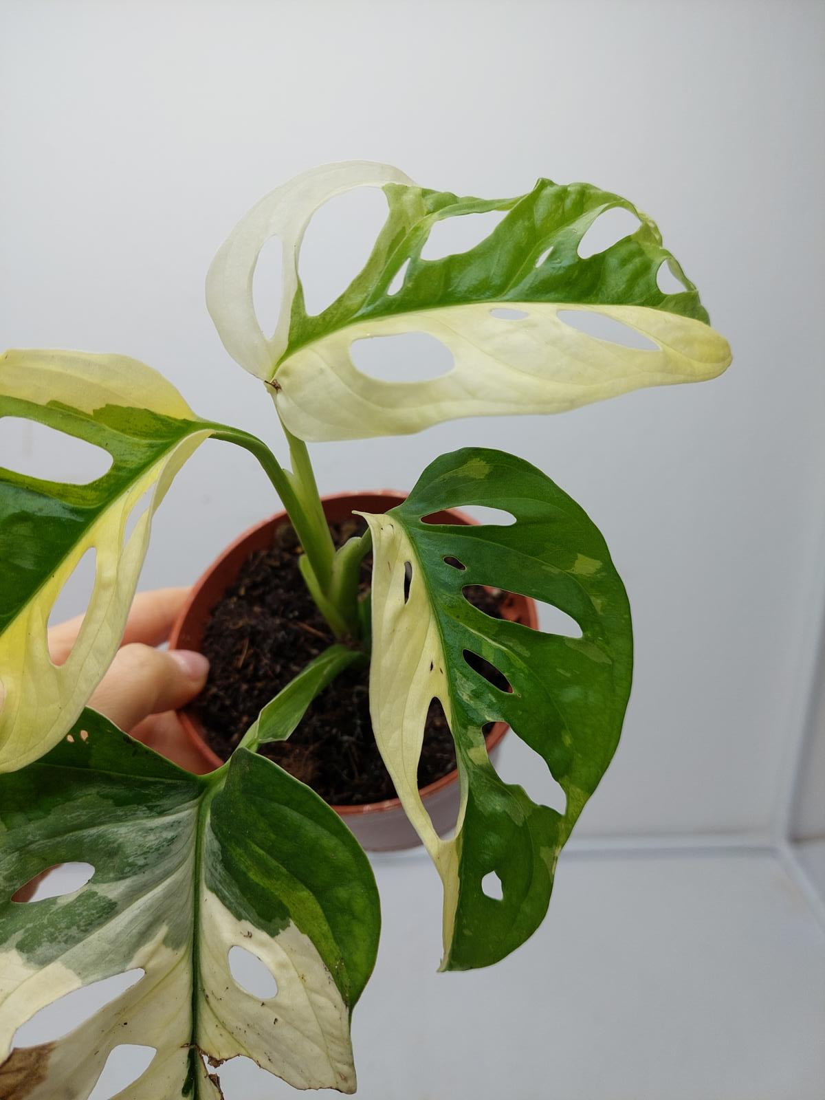 Monstera Adansonii Variegata