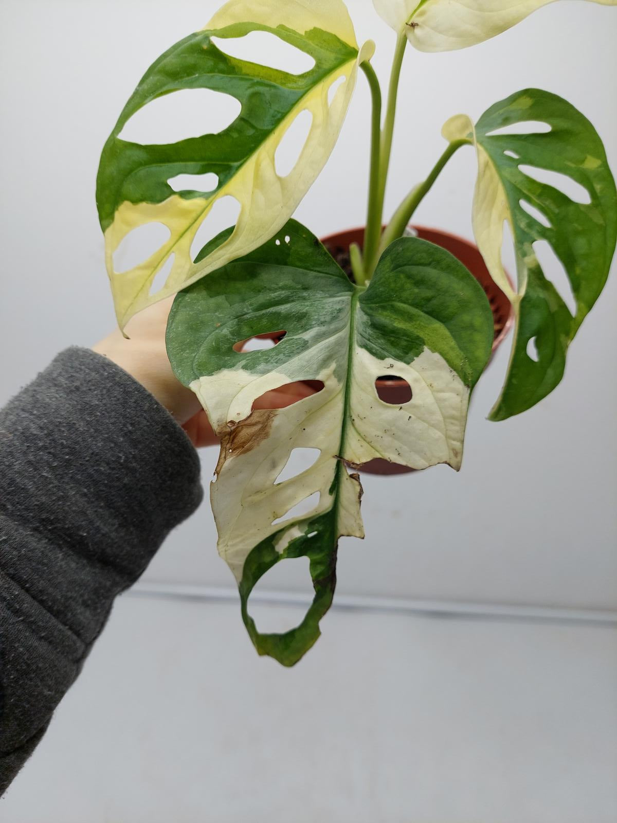 Monstera Adansonii Variegata