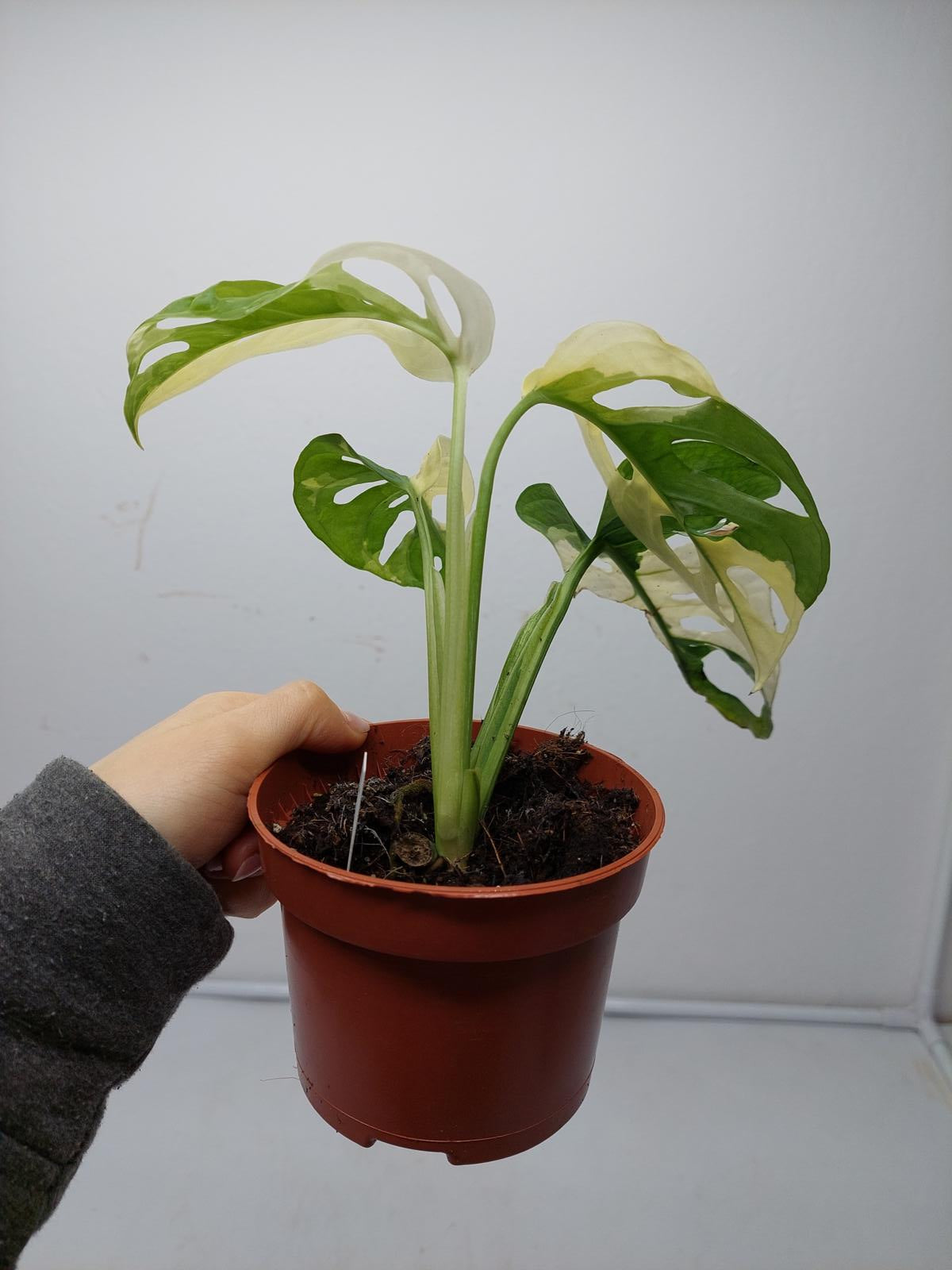 Monstera Adansonii Variegata