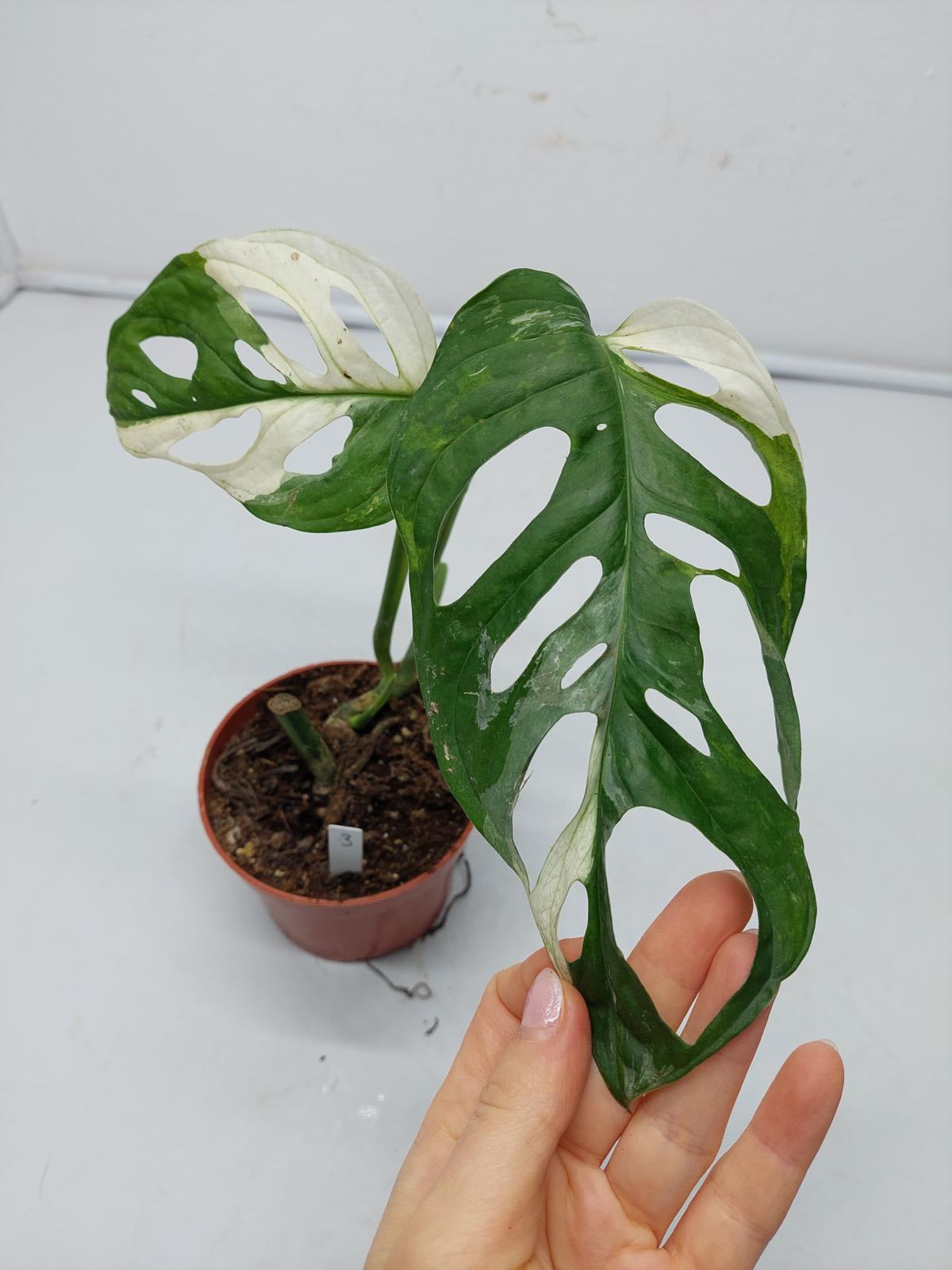 Monstera Adansonii Variegata