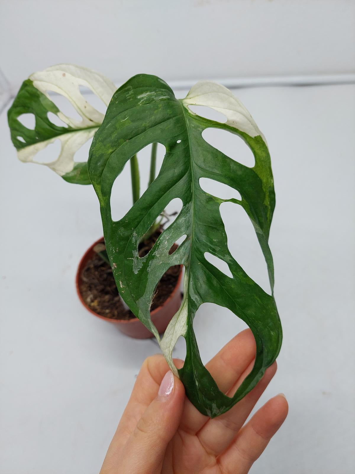 Monstera Adansonii Variegata