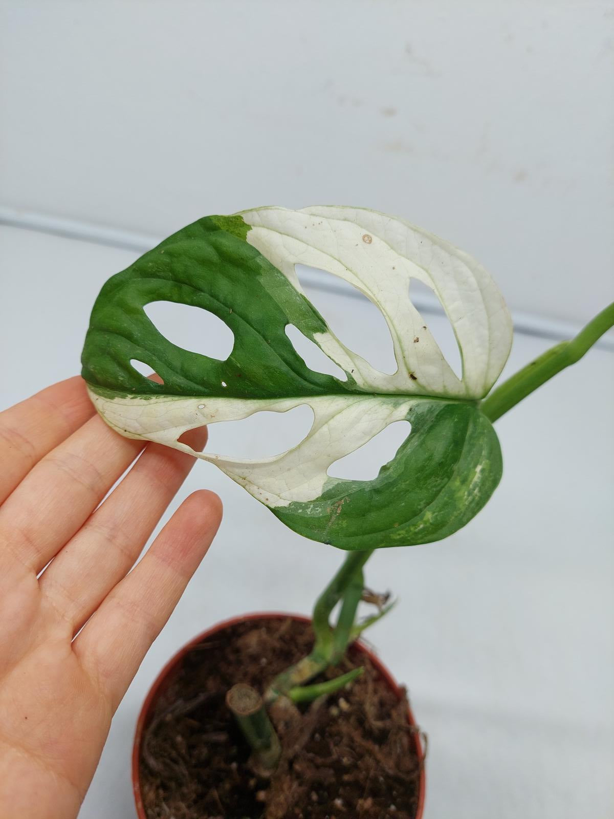 Monstera Adansonii Variegata