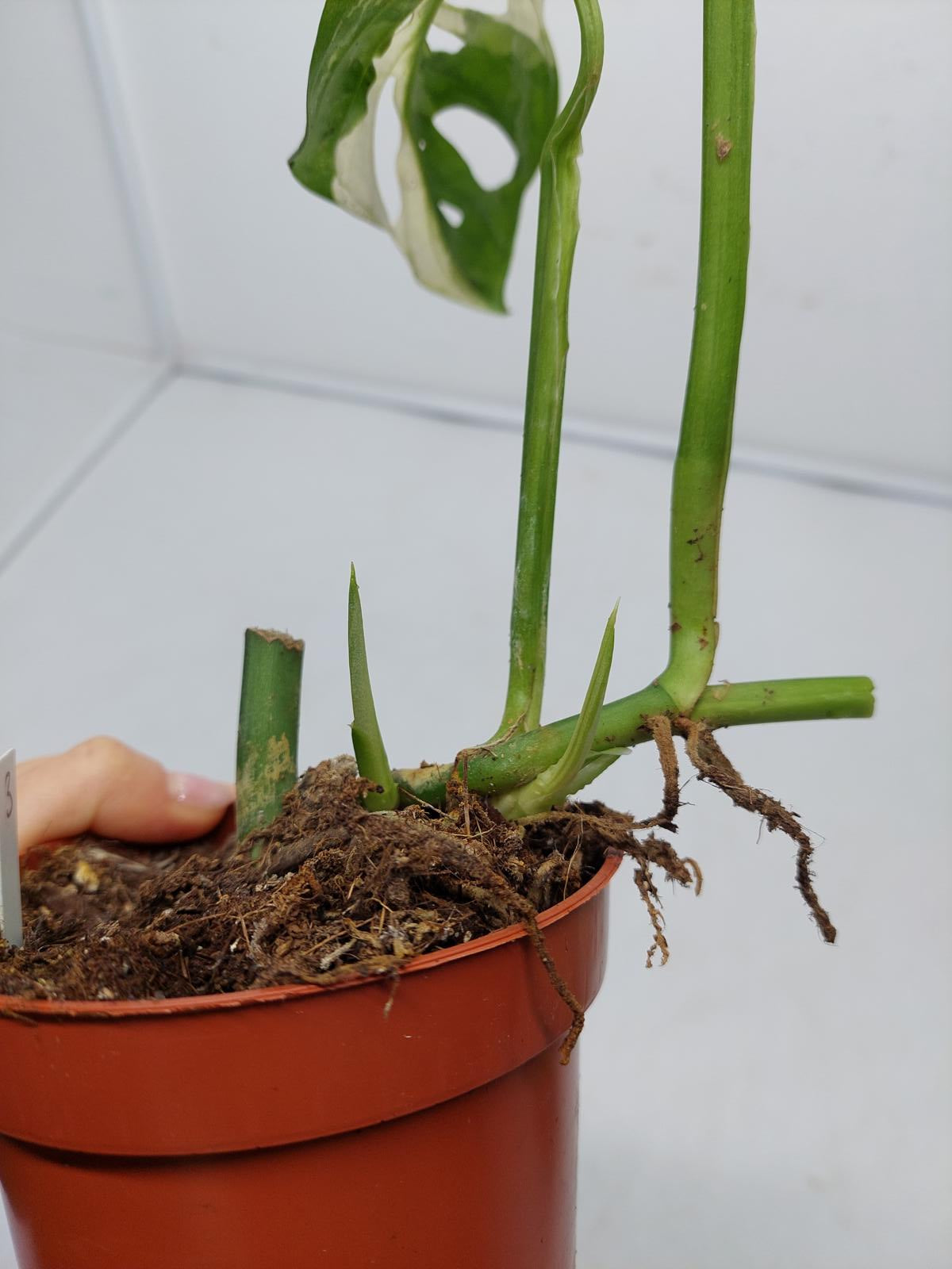 Monstera Adansonii Variegata