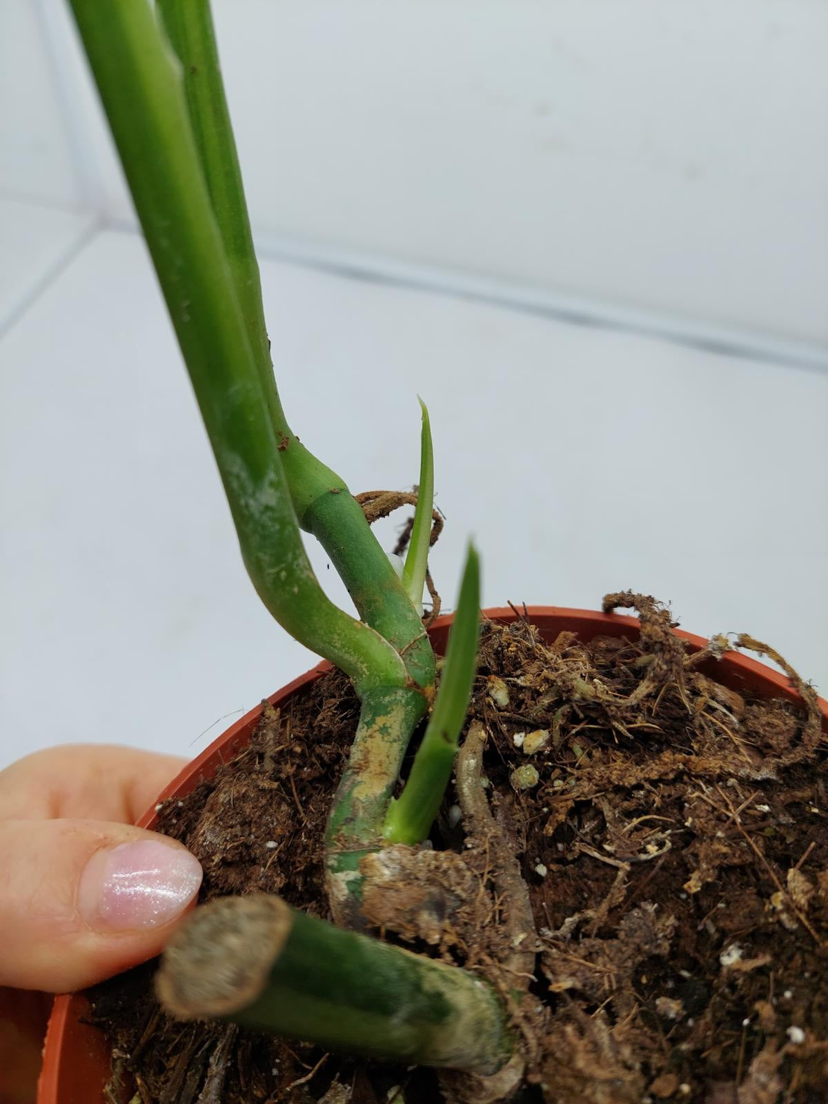 Monstera Adansonii Variegata