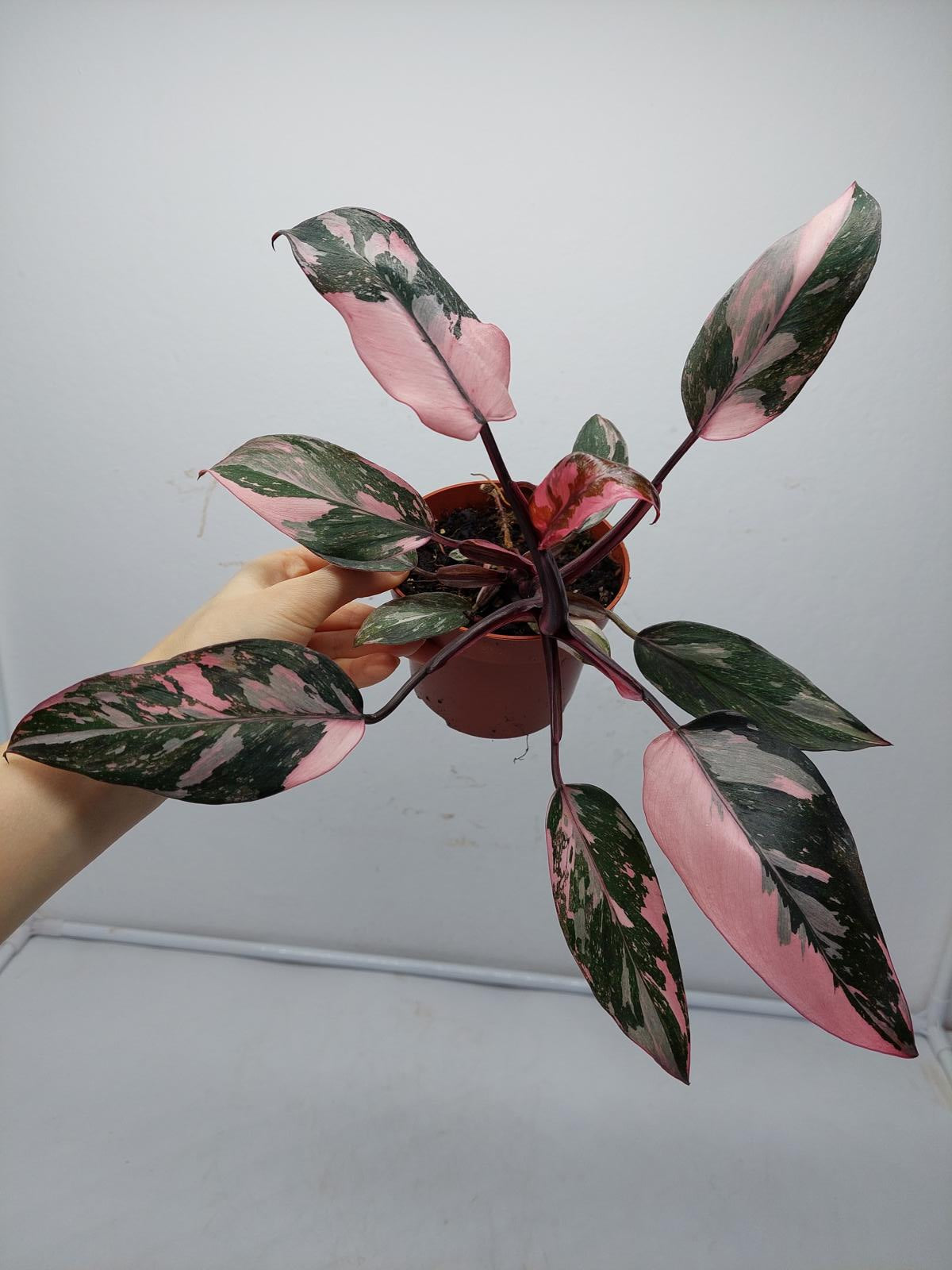 Philodendron Pink Princess Marble Galaxy