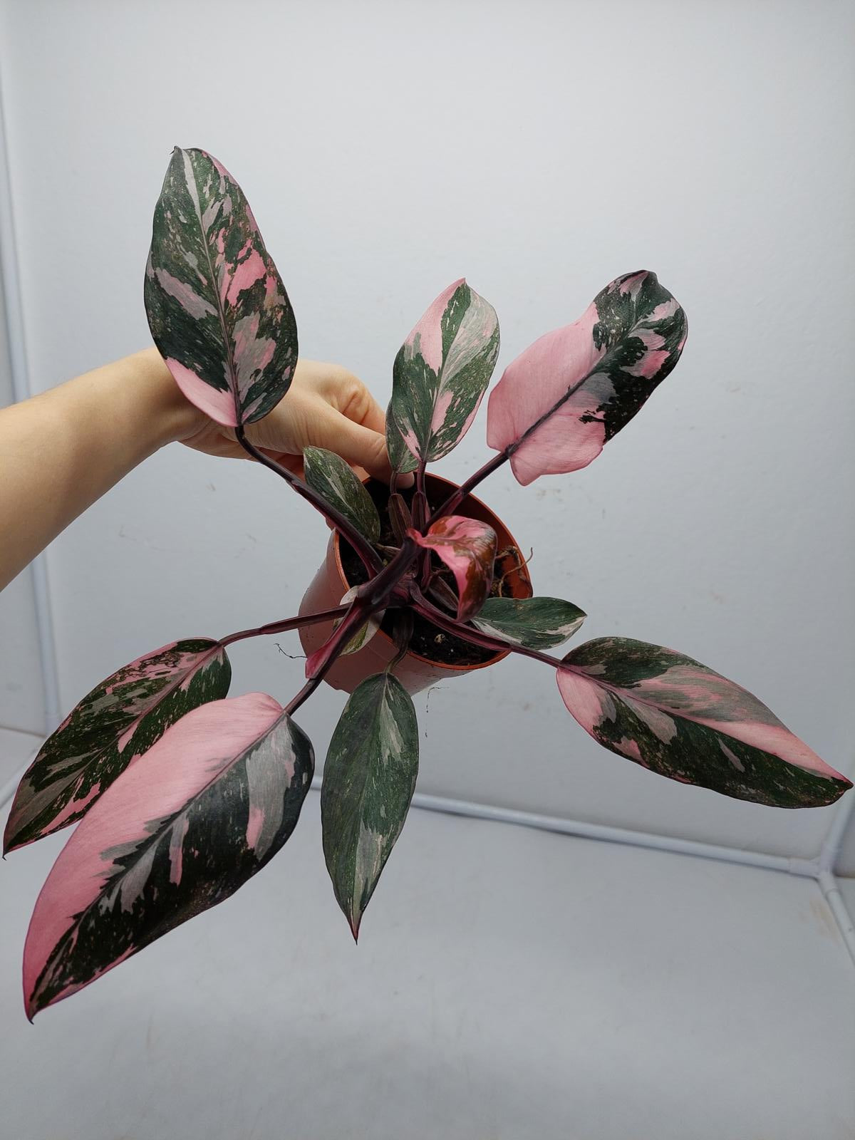 Philodendron Pink Princess Marble Galaxy