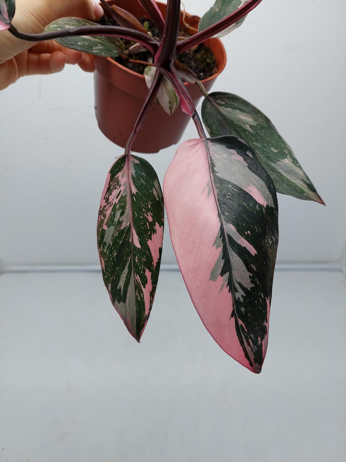 Philodendron Pink Princess Marble Galaxy