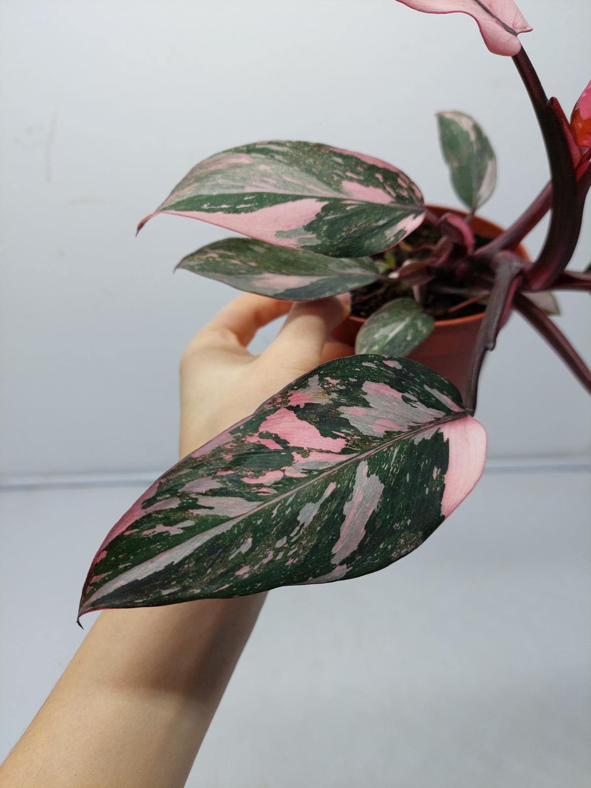 Philodendron Pink Princess Marble Galaxy