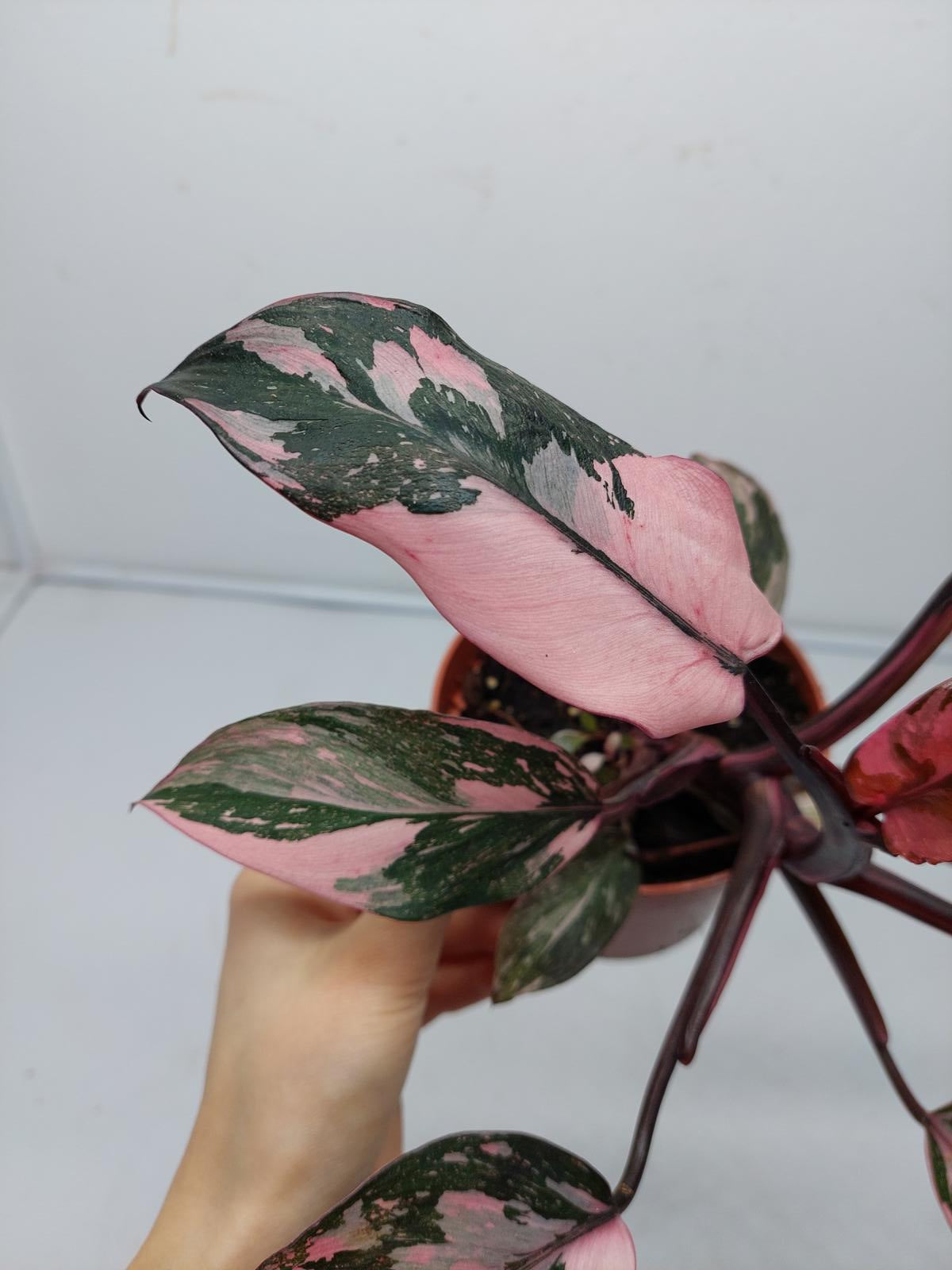 Philodendron Pink Princess Marble Galaxy