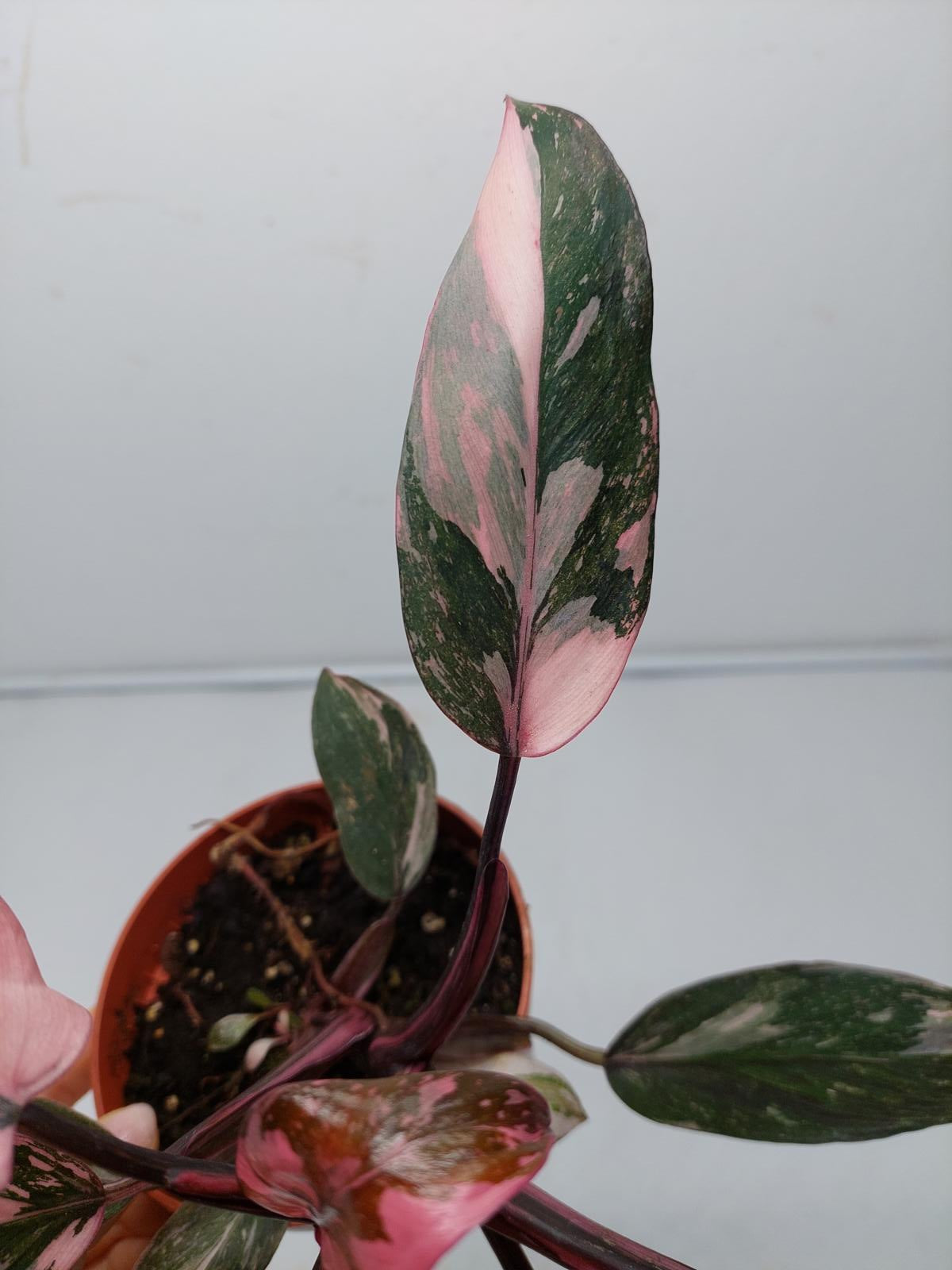 Philodendron Pink Princess Marble Galaxy