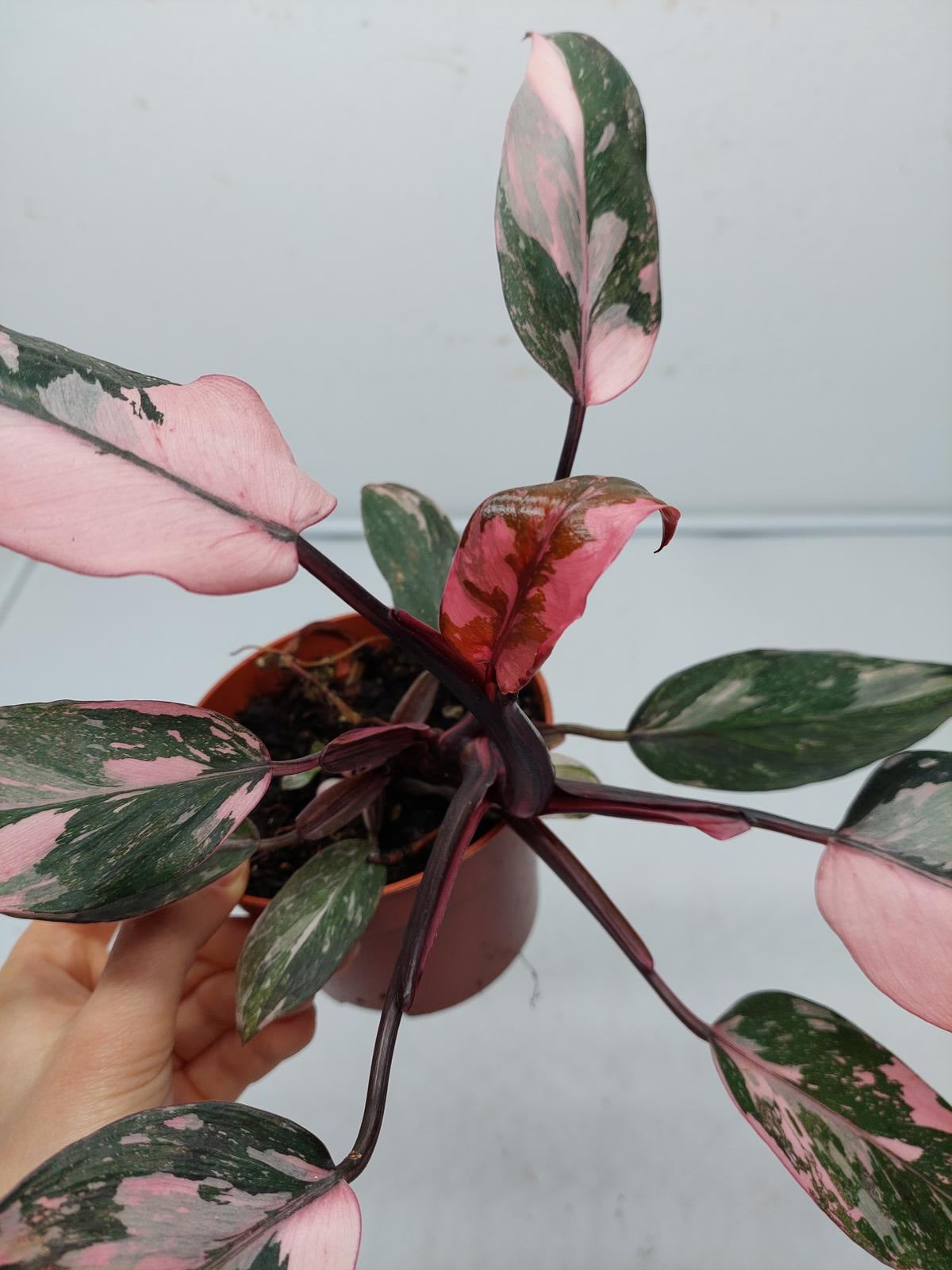 Philodendron Pink Princess Marble Galaxy