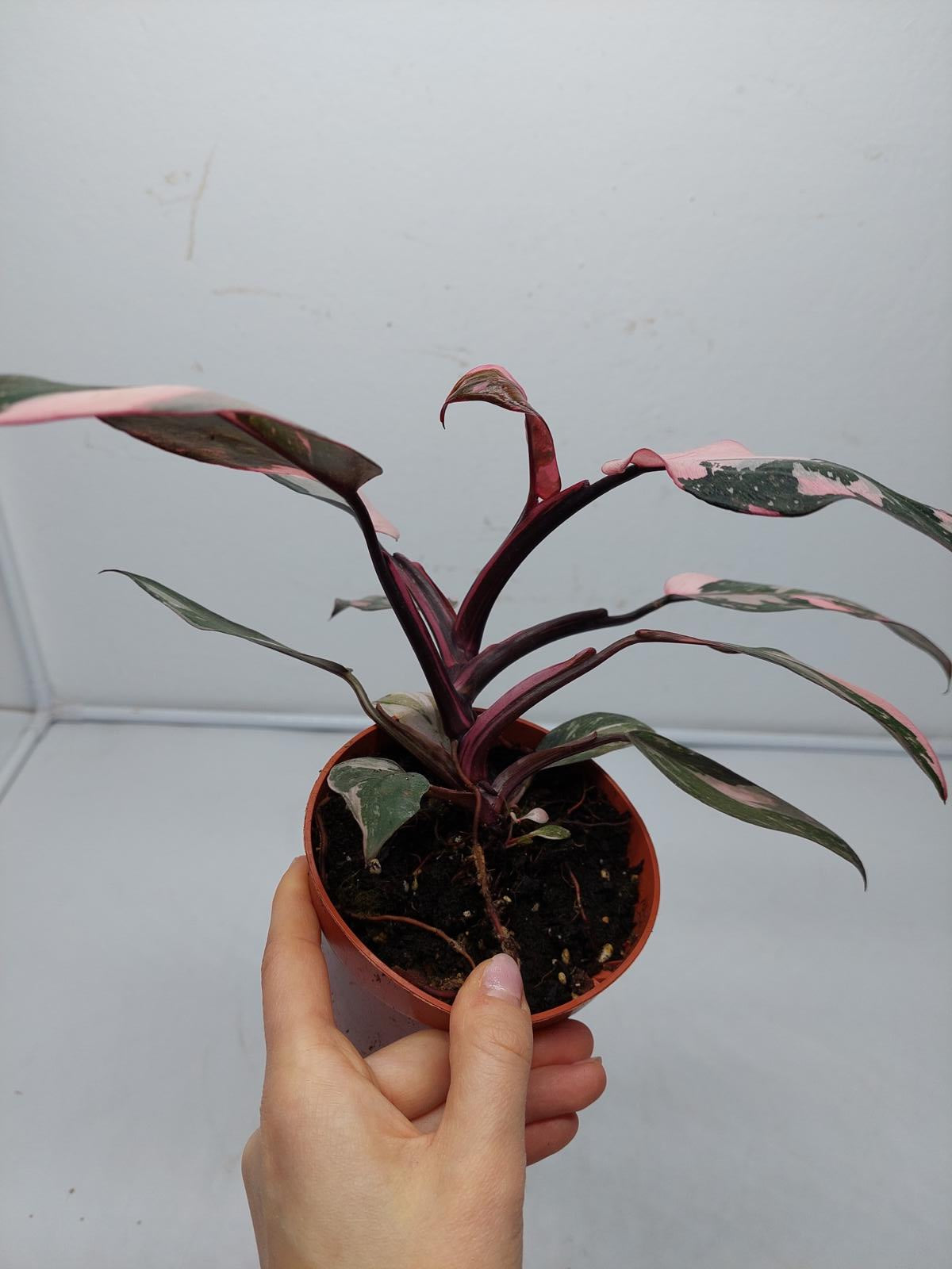 Philodendron Pink Princess Marble Galaxy