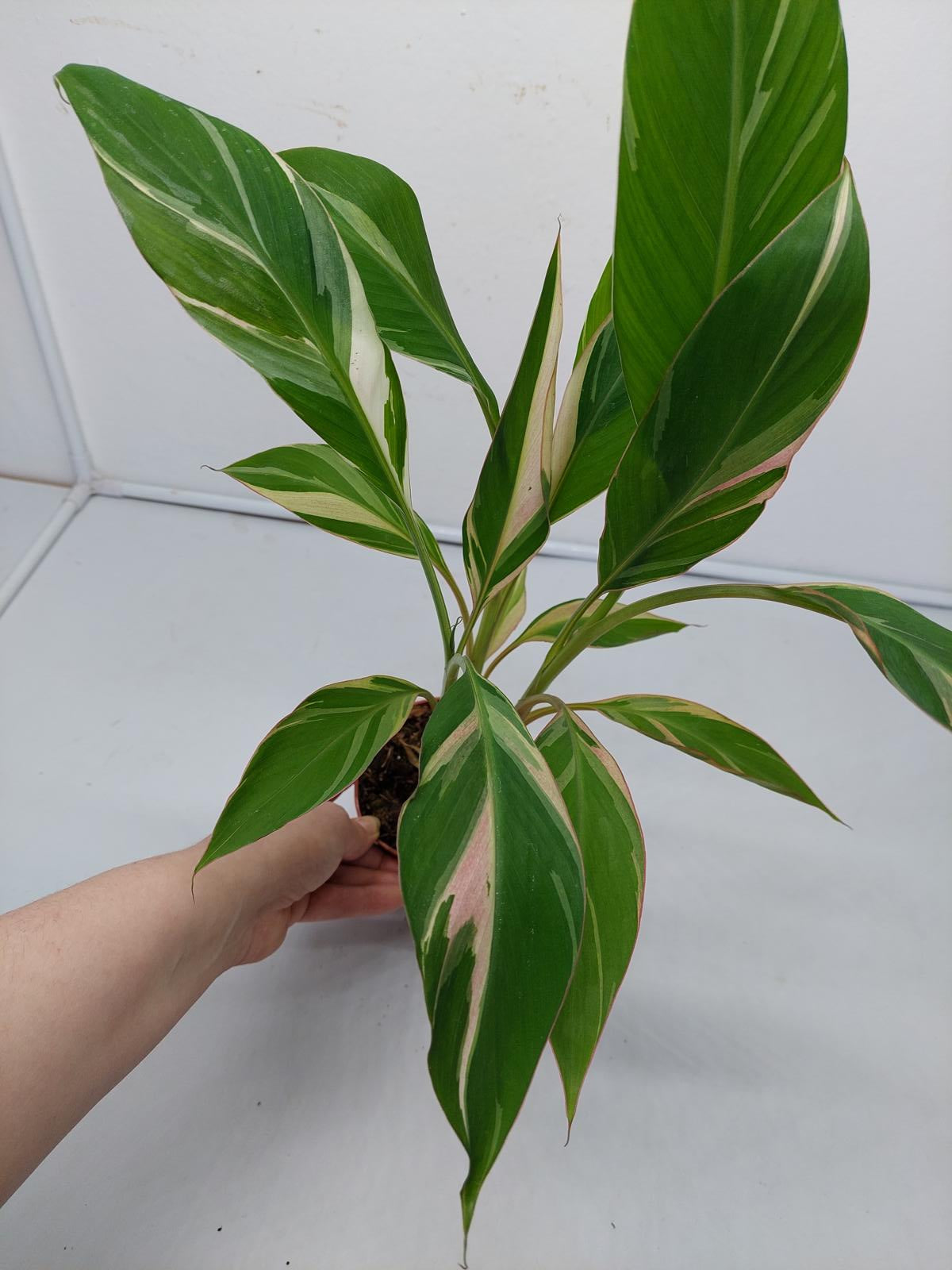 Musa Nono Pink Variegata