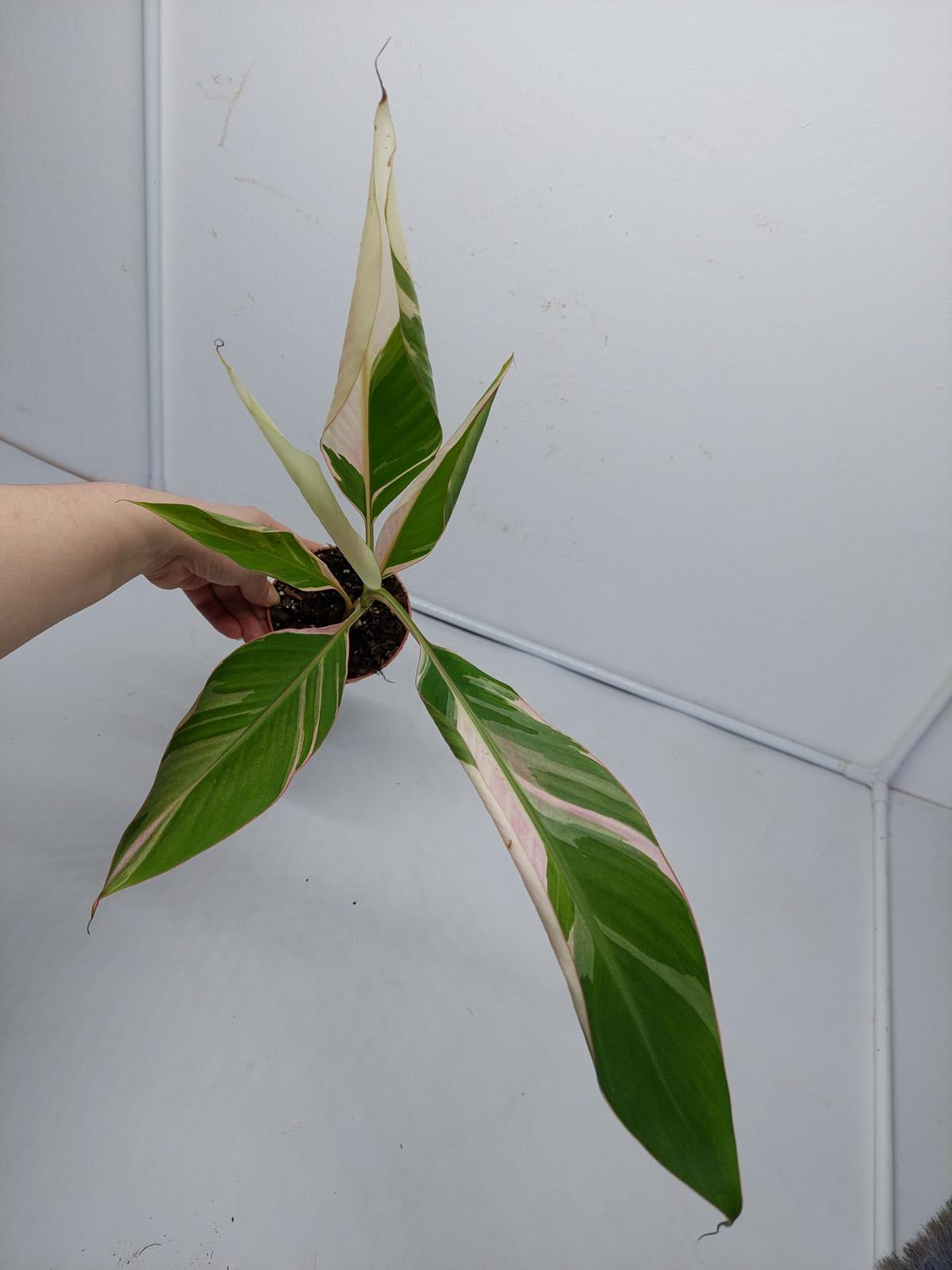 Musa Nono Pink Variegata