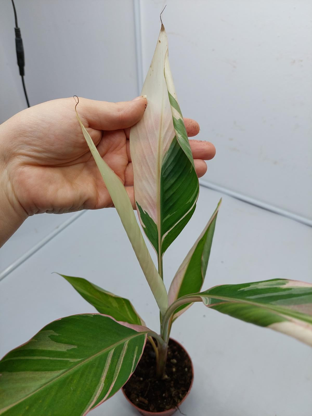 Musa Nono Pink Variegata