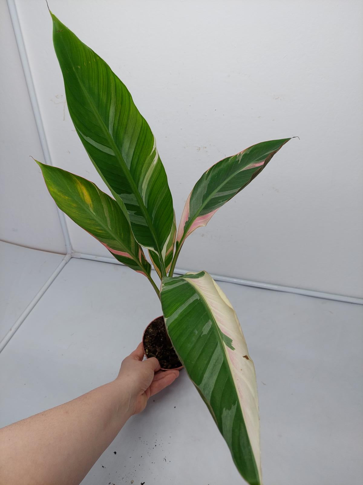 Musa Nono Pink Variegata