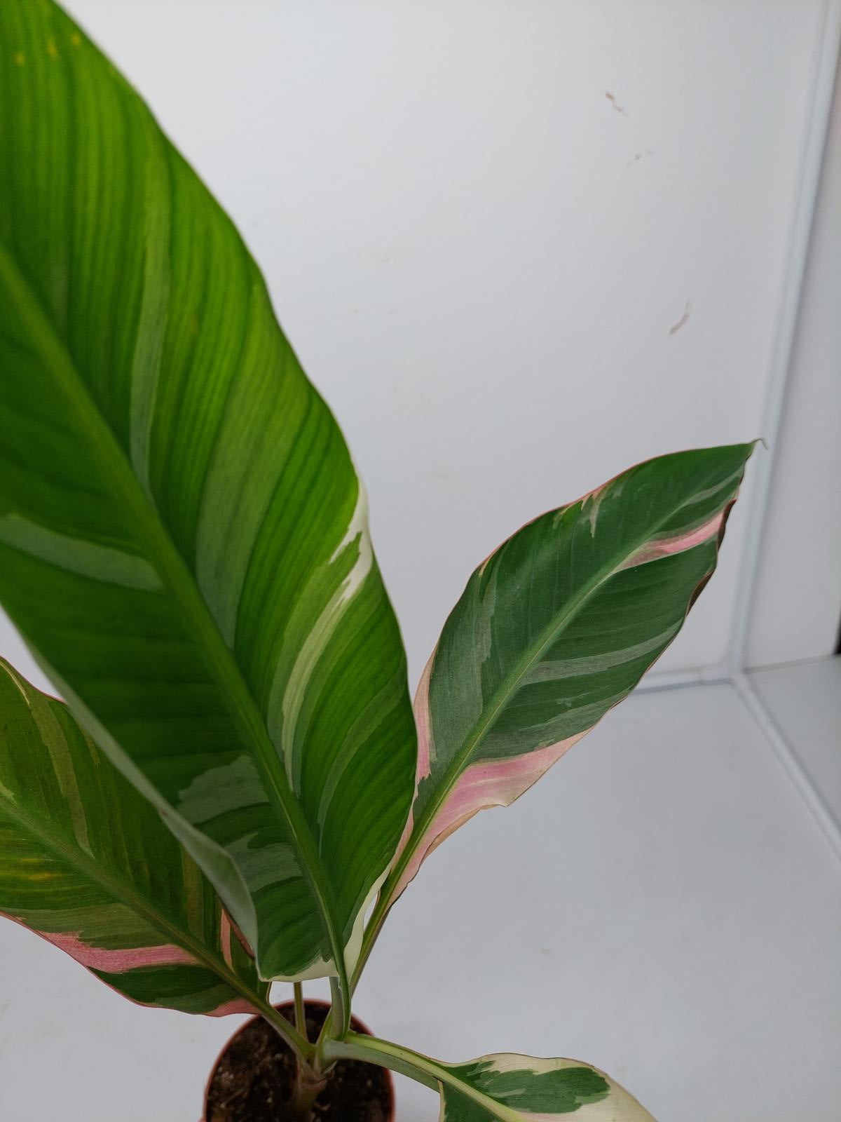 Musa Nono Pink Variegata