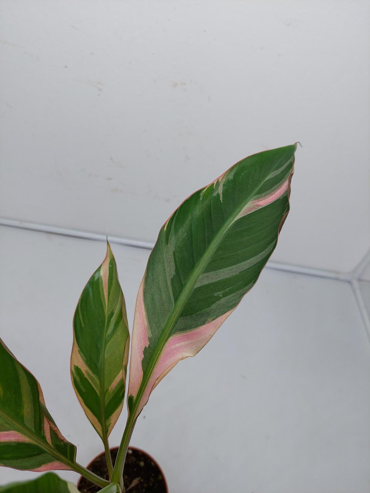 Musa Nono Pink Variegata