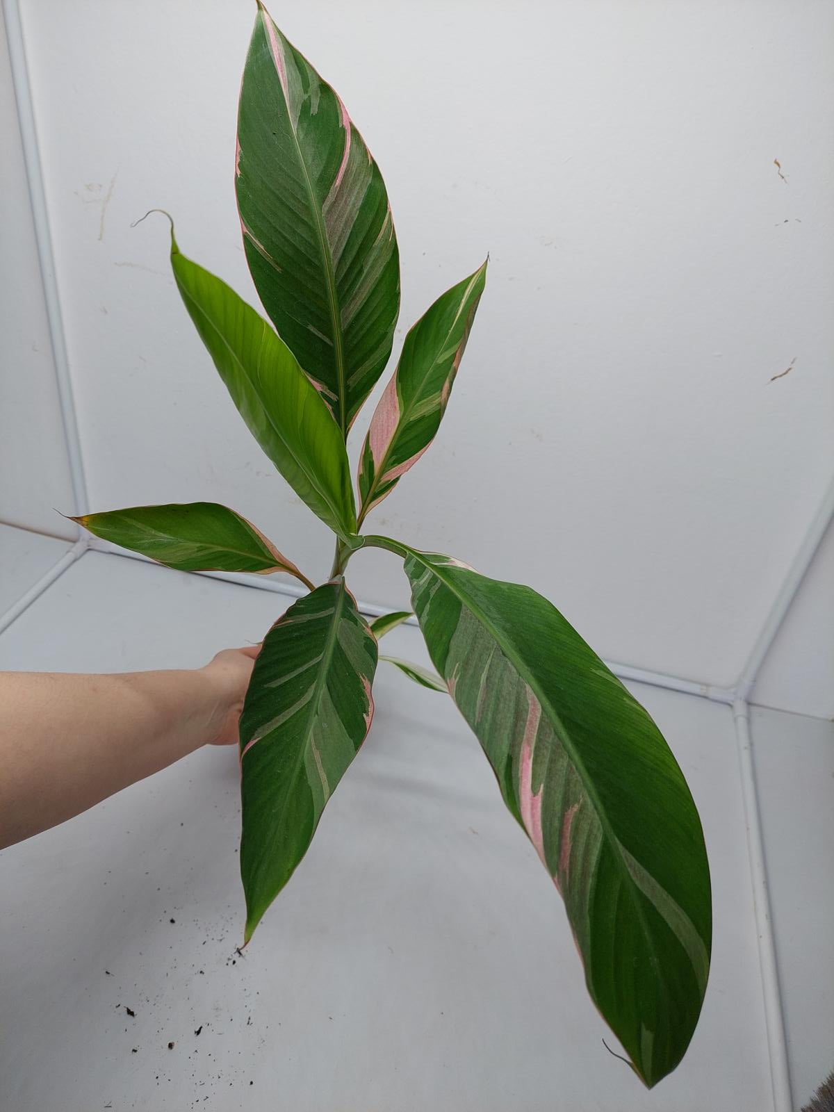 Musa Nono Pink Variegata