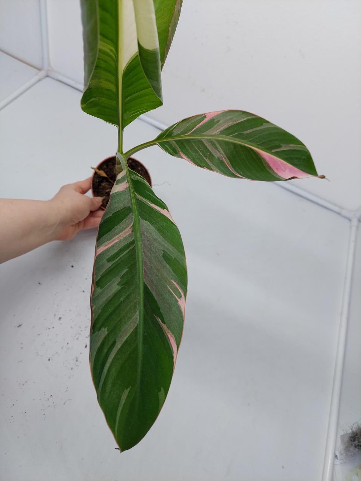 Musa Nono Pink Variegata