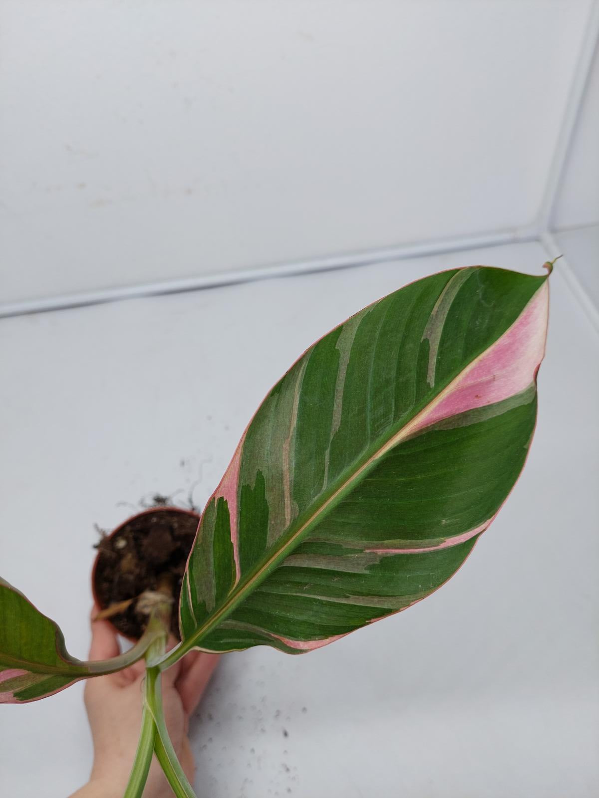 Musa Nono Pink Variegata