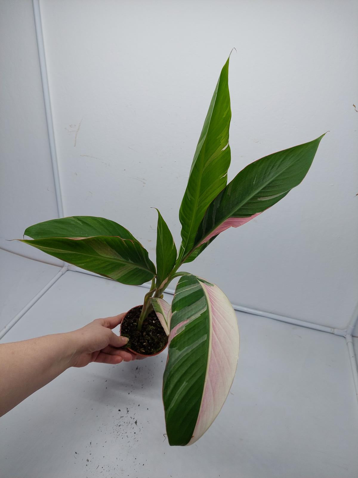 Musa Nono Pink Variegata