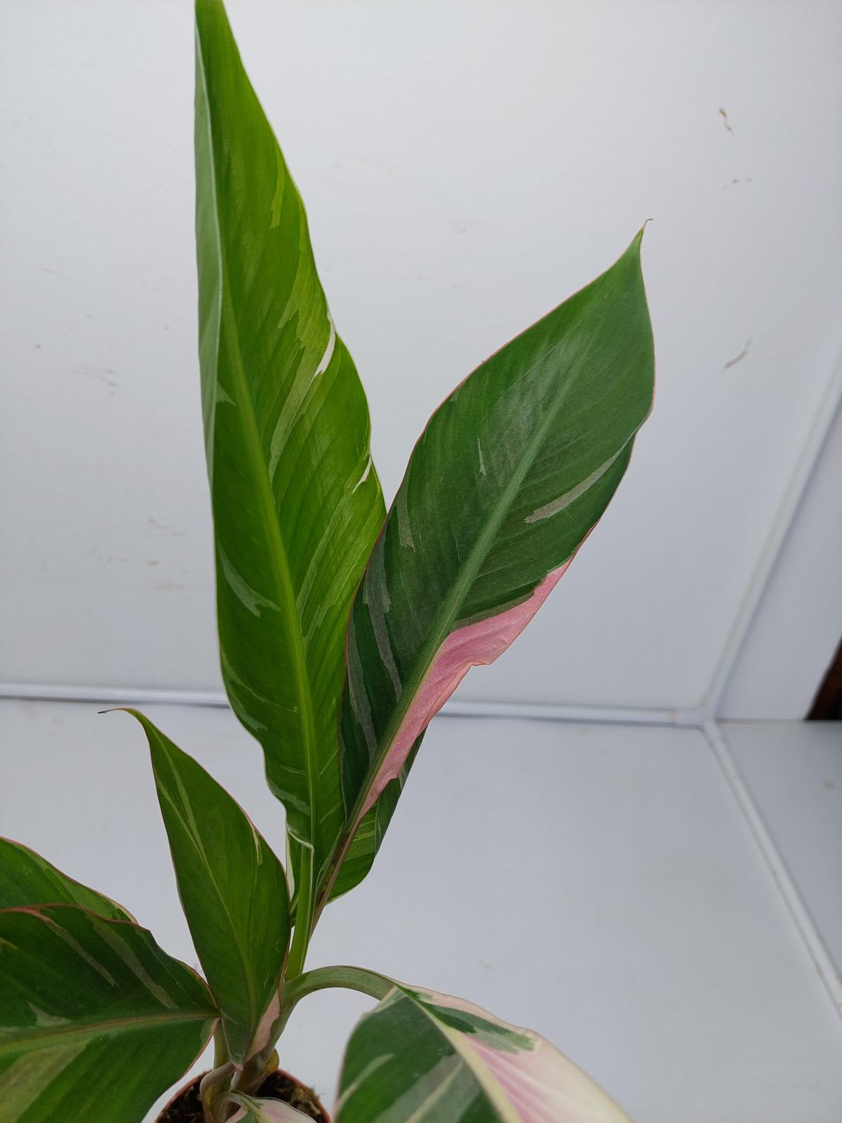 Musa Nono Pink Variegata